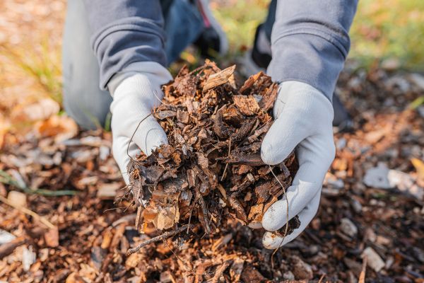 Shredded Mulch Installation in Ventura