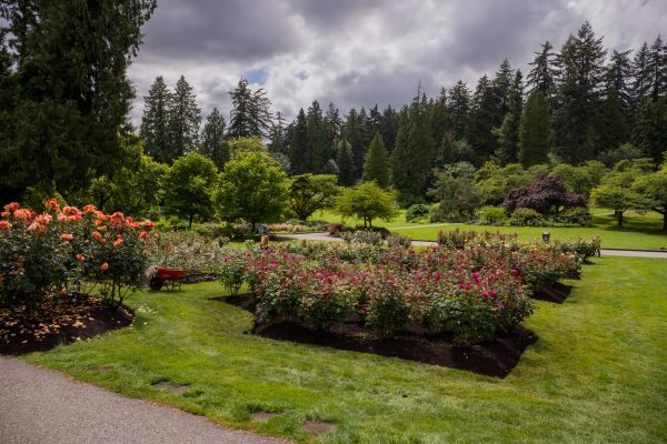 Flower Garden Landscaping in Ventura