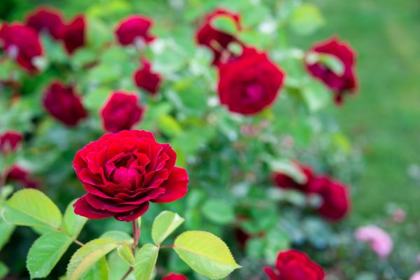 Rose Planting in Ventura
