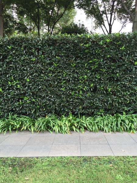 Privacy Shrub Planting in Ventura