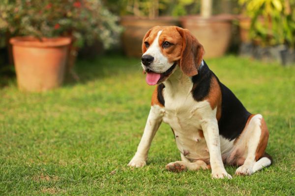 Dog Friendly Landscaping in Ventura
