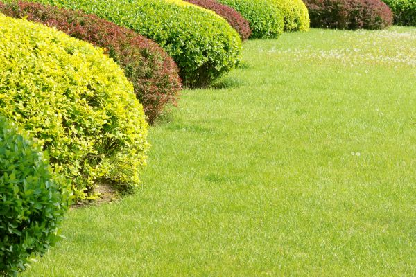 Shrubbery Planting in Ventura