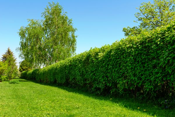 Hedge Replacement in Ventura