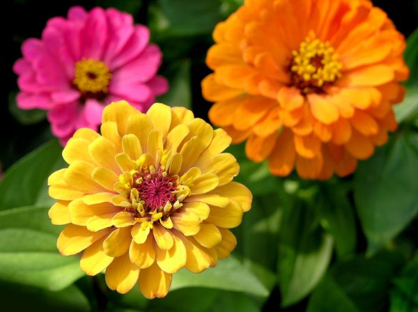 Zinnia Planting in Ventura