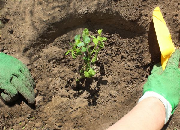 Rose Bush Planting in Ventura
