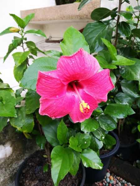 Hibiscus Planting in Ventura