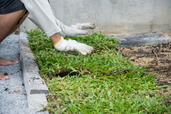Ground Cover Planting in Ventura