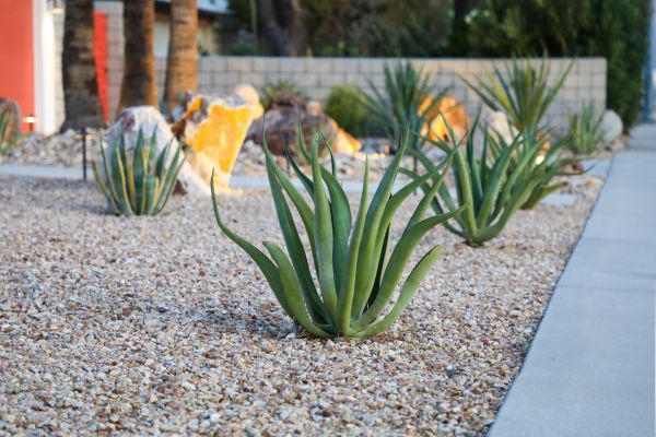 Drought Resistant Landscaping in Ventura