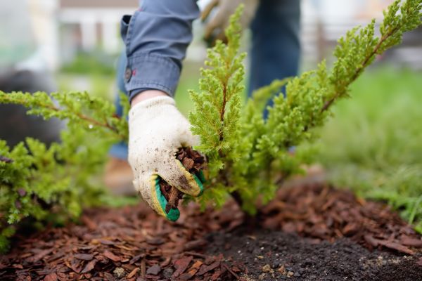 Church Mulching in Ventura