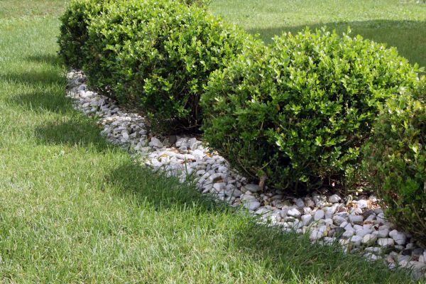 Boxwood Planting in Ventura