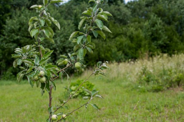 Apple Tree Planting in Ventura
