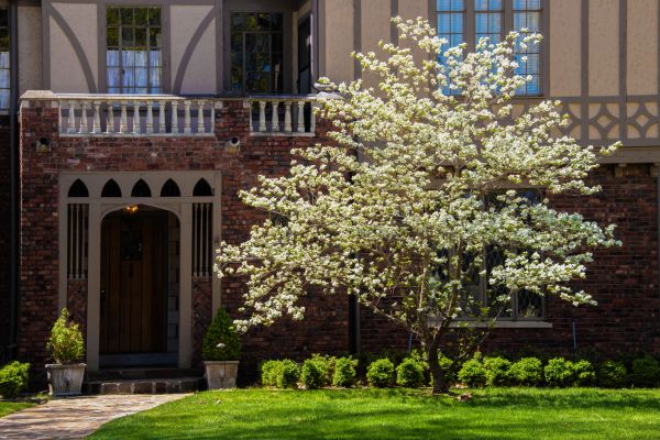 Dogwood Tree Planting in Ventura