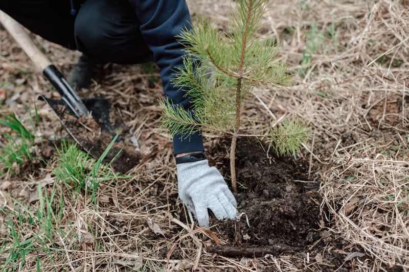Pine Bark Spreading